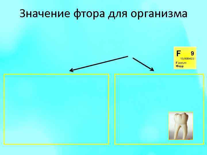 Значение фтора для организма 