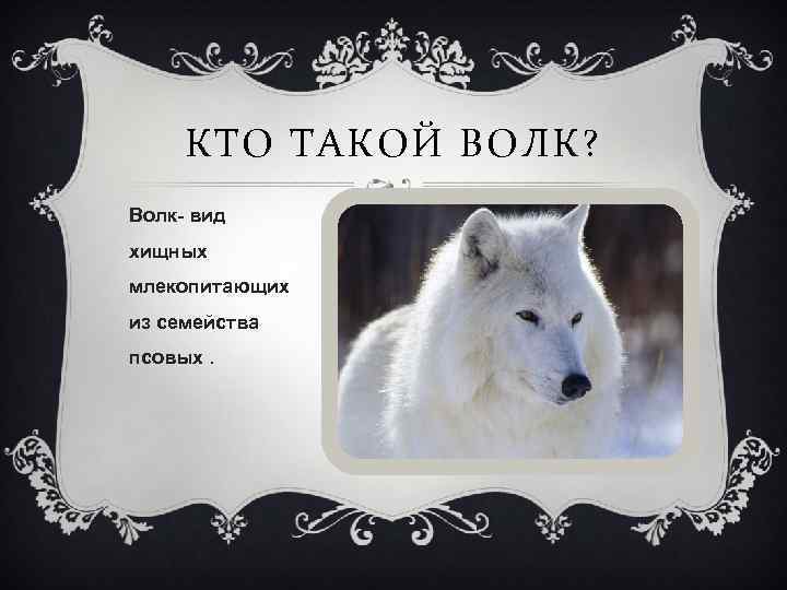 КТО ТАКОЙ ВОЛК? Волк- вид хищных млекопитающих из семейства псовых. 