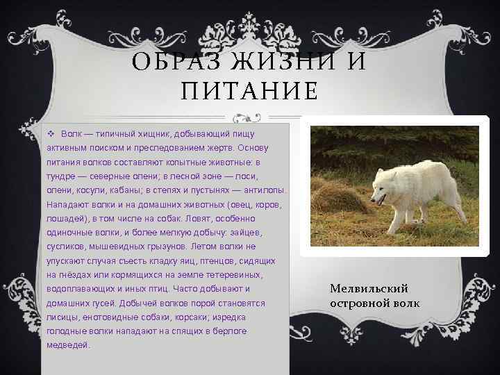 ОБРАЗ ЖИЗНИ И ПИТАНИЕ v Волк — типичный хищник, добывающий пищу активным поиском и