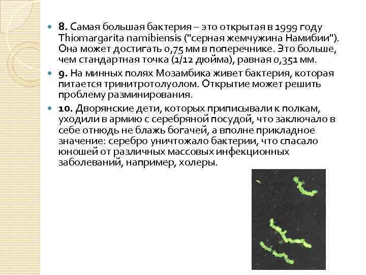 8. Самая большая бактерия – это открытая в 1999 году Thiomargarita namibiensis (