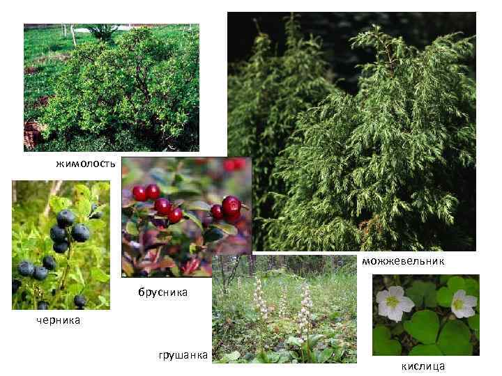 жимолость можжевельник брусника черника грушанка кислица 