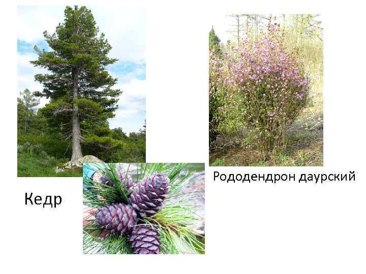 Рододендрон даурский Кедр 