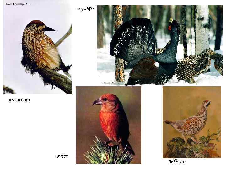 глухарь кедровка клест рябчик 