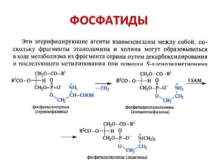 ФОСФАТИДЫ 