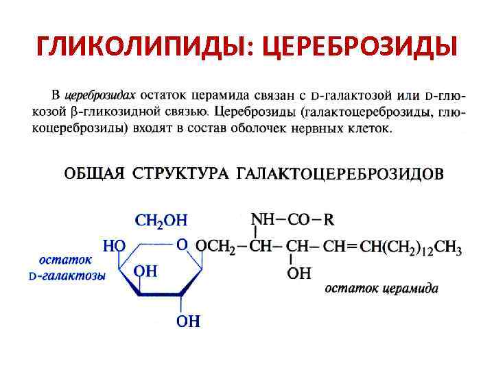 Является входит в состав. Гликолипиды строение формулы. Гликолипиды (цереброзиды, ганглиозиды).. Гликолипиды общая формула. Гликолипиды структурная формула.