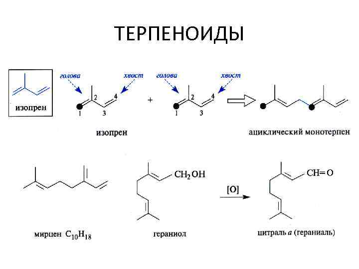 ТЕРПЕНОИДЫ 