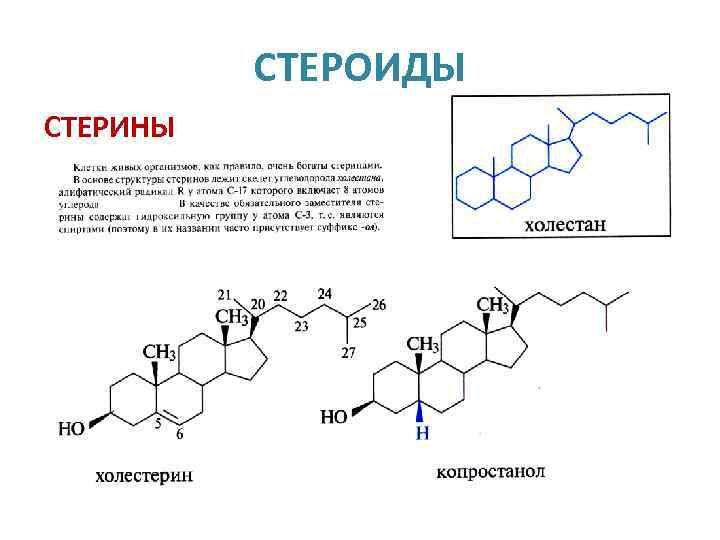 СТЕРОИДЫ СТЕРИНЫ 