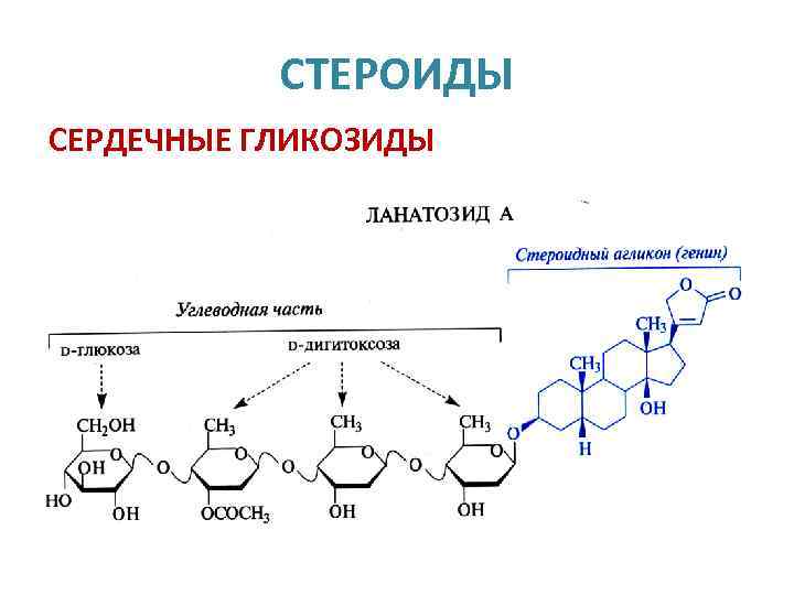 СТЕРОИДЫ СЕРДЕЧНЫЕ ГЛИКОЗИДЫ 