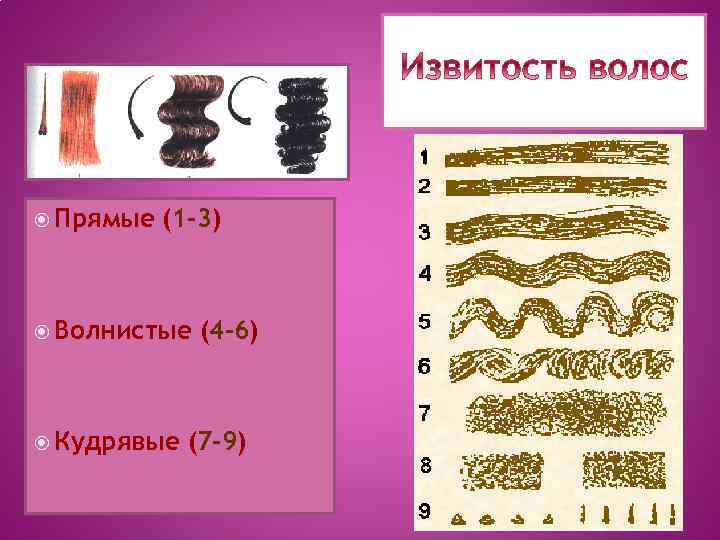  Прямые (1 -3) Волнистые Кудрявые (4 -6) (7 -9) 