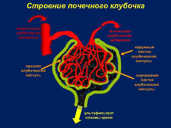 Строение почечного клубочка приносящая клубочковая артериола выносящая клубочковая артериола наружный листок клубочковой капсулы просвет