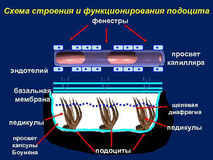 Схема строения и функционирования подоцита фенестры просвет капилляра эндотелий базальная мембрана щелевая диафрагма педикулы