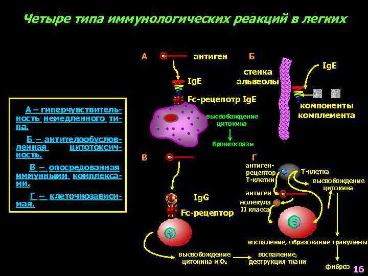 Реакции 2 типа. Схема иммунопатологической реакции 1 типа. Схемы механизмов иммунопатологических реакций. Типы иммунопатологических реакций. Иммунологические реакции.