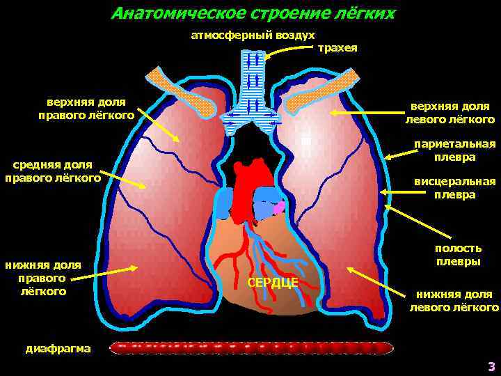 Нижняя доля правого легкого фото