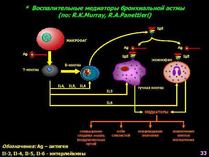 * Воспалительные медиаторы бронхиальной астмы (по: R. K. Murray, R. A. Panettieri) Ig. E