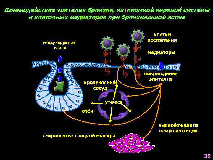 Взаимодействие эпителия бронхов, автономной нервной системы и клеточных медиаторов при бронхиальной астме клетки воспаления