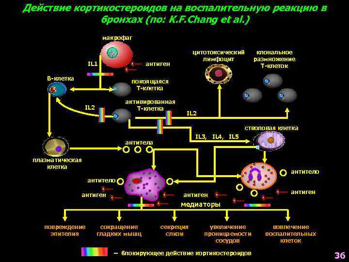 Действие кортикостероидов на воспалительную реакцию в бронхах (по: K. F. Chang et al. )