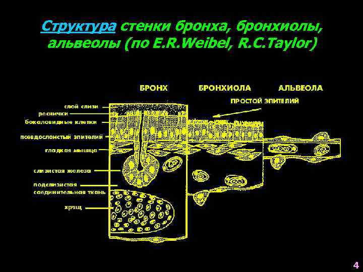 Структура стенки бронха, бронхиолы, альвеолы (по E. R. Weibel, R. C. Taylor) 4 