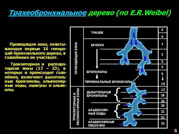 Трахеобронхиальное дерево (по E. R. Weibel) Z ТРАХЕЯ Транзиторная и респираторная зоны (17 –