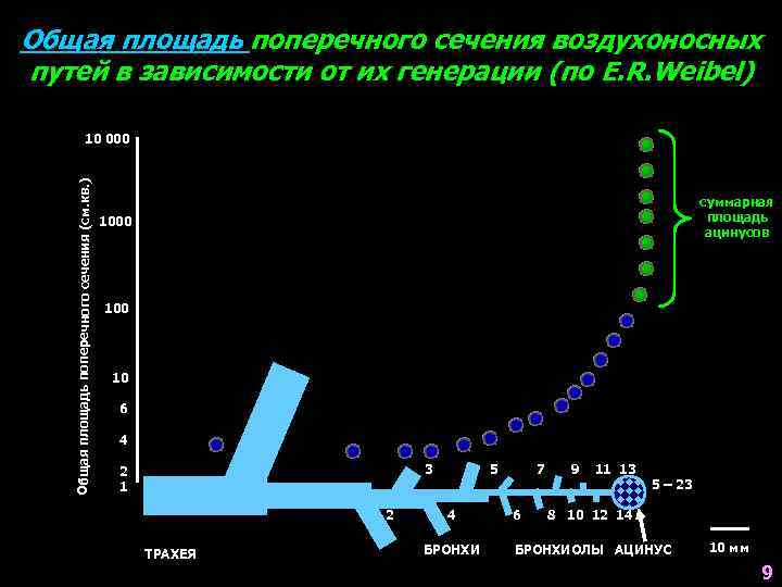 Общая площадь поперечного сечения воздухоносных путей в зависимости от их генерации (по E. R.