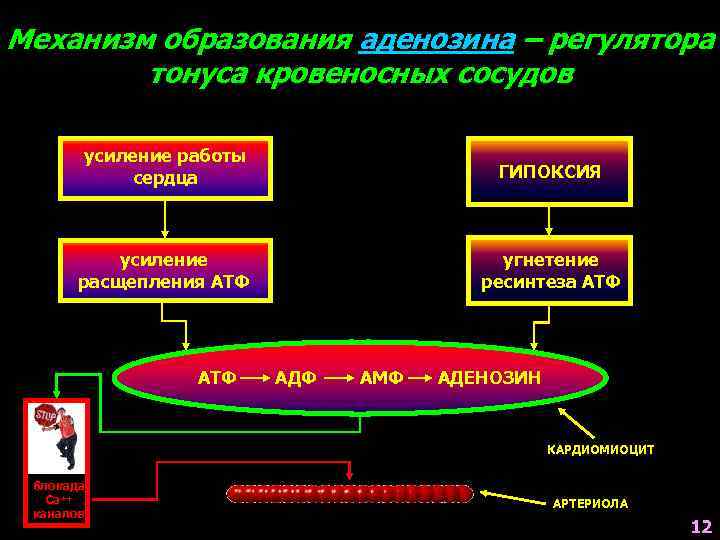 Механизм образования аденозина – регулятора тонуса кровеносных сосудов усиление работы сердца ГИПОКСИЯ усиление расщепления
