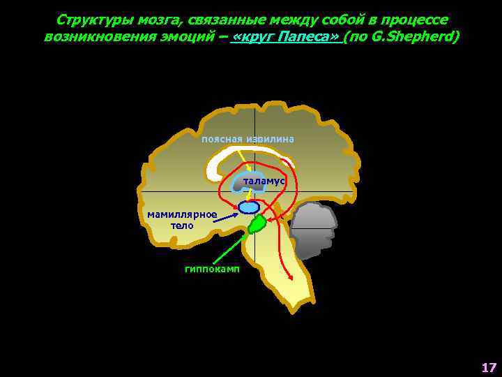 Структуры мозга, связанные между собой в процессе возникновения эмоций – «круг Папеса» (по G.