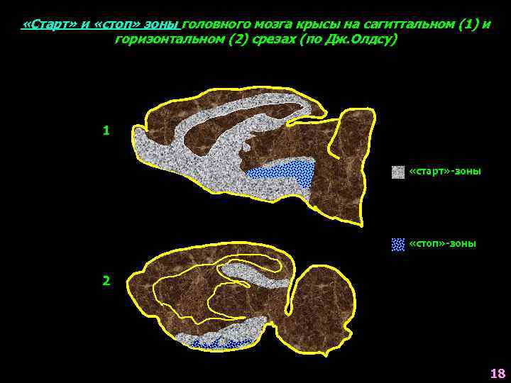  «Старт» и «стоп» зоны головного мозга крысы на сагиттальном (1) и горизонтальном (2)