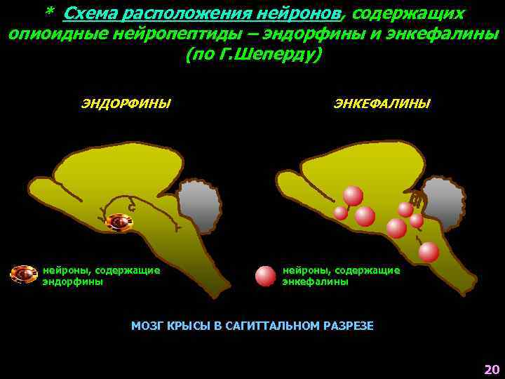 * Схема расположения нейронов, содержащих опиоидные нейропептиды – эндорфины и энкефалины (по Г. Шеперду)