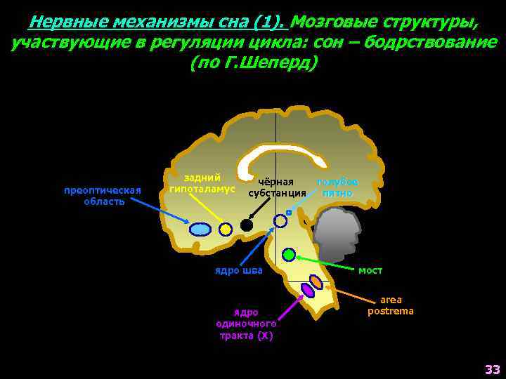 Нервные механизмы сна (1). Мозговые структуры, участвующие в регуляции цикла: сон – бодрствование (по
