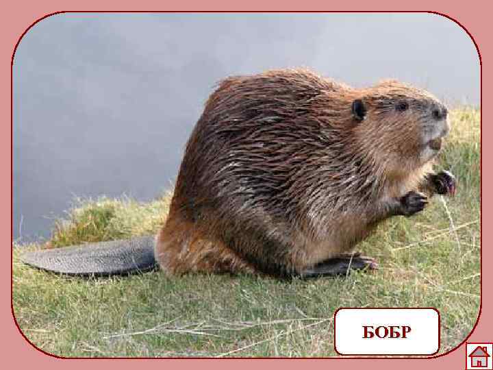 БОБР 
