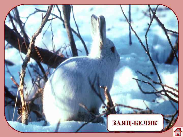 ЗАЯЦ-БЕЛЯК 