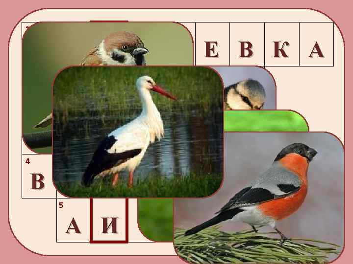 1 Л А З О Р Е В 2 С К В О Р