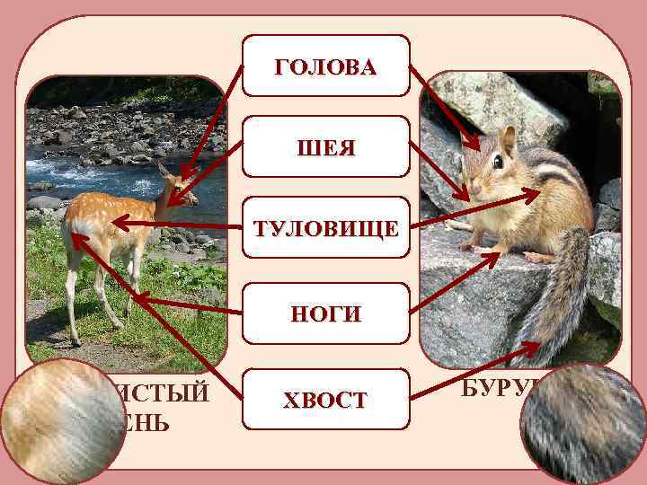 ГОЛОВА ШЕЯ ТУЛОВИЩЕ НОГИ ПЯТНИСТЫЙ ОЛЕНЬ ХВОСТ БУРУНДУК 