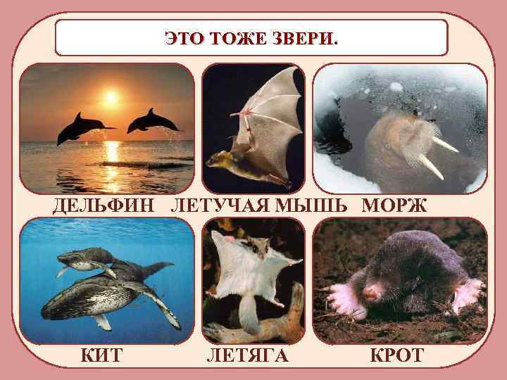 ЭТО ТОЖЕ ЗВЕРИ. ДЕЛЬФИН ЛЕТУЧАЯ МЫШЬ МОРЖ КИТ ЛЕТЯГА КРОТ 