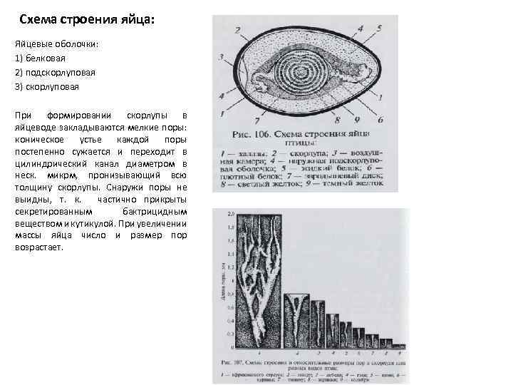 Оболочки яйца. Строение яйцевых оболочек. Яйцевые оболочки и их функции. Формирование яйцевых оболочек. Плотные яйцевые оболочки.