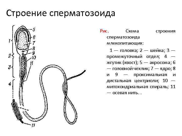 Схема строения спермия