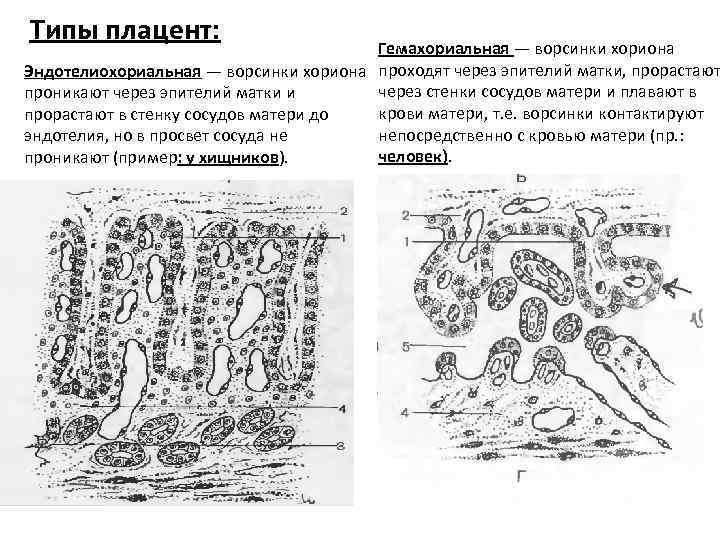 Типы плацент презентация