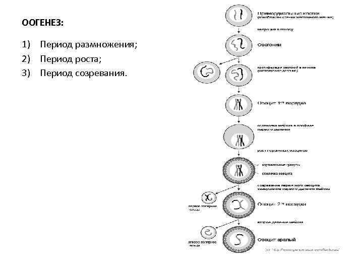 Оогенез