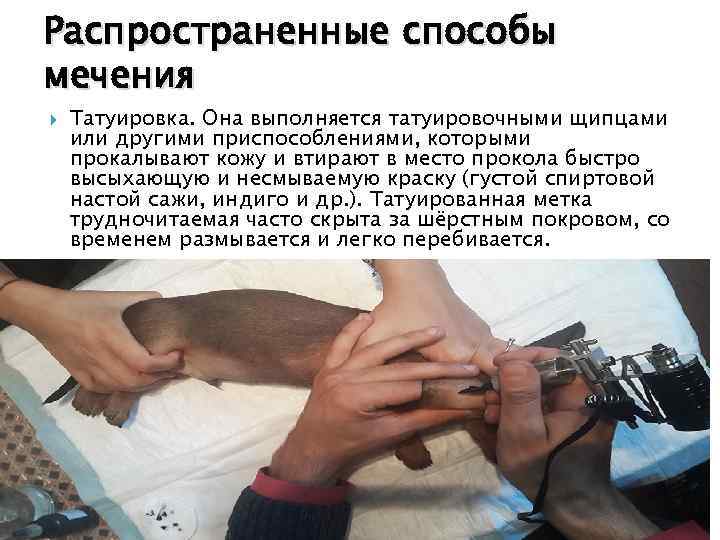 Распространенные способы мечения Татуировка. Она выполняется татуировочными щипцами или другими приспособлениями, которыми прокалывают кожу