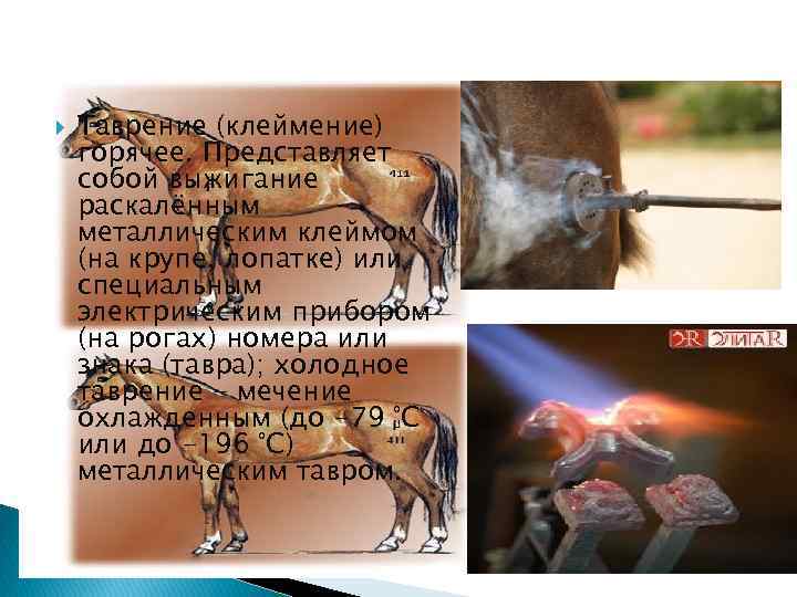  Таврение (клеймение) горячее. Представляет собой выжигание раскалённым металлическим клеймом (на крупе, лопатке) или