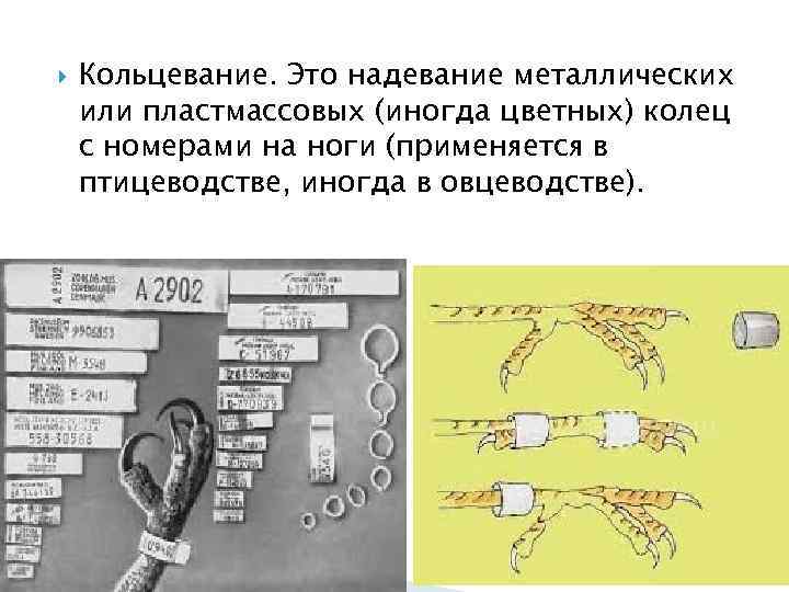  Кольцевание. Это надевание металлических или пластмассовых (иногда цветных) колец с номерами на ноги