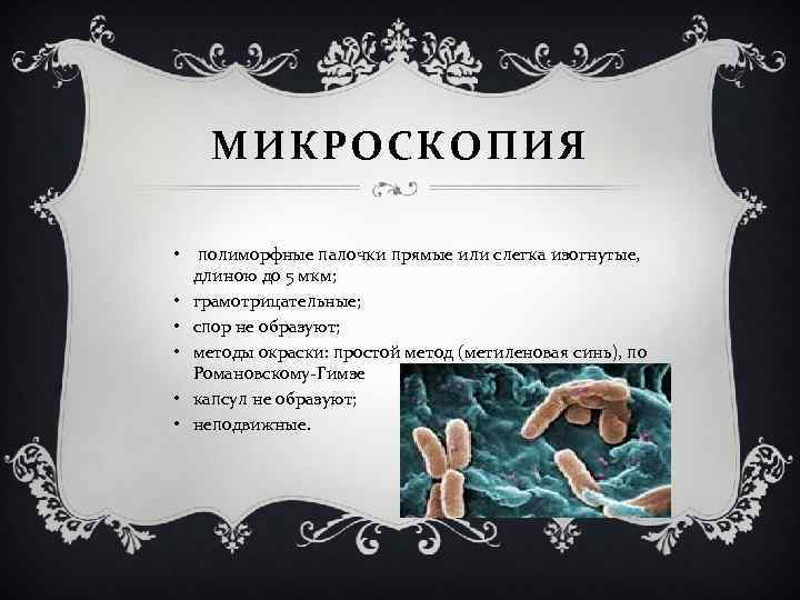 МИКРОСКОПИЯ • полиморфные палочки прямые или слегка изогнутые, длиною до 5 мкм; • грамотрицательные;
