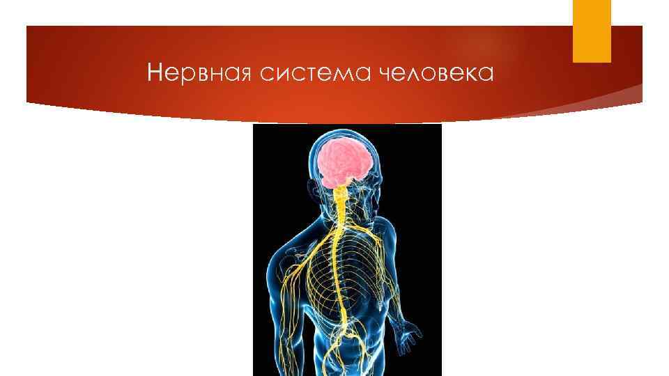 Презентация нервная система человека 9 класс