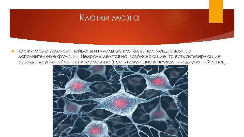 Клетки мозга включают нейроны и глиальные клетки, выполняющие важные дополнительные функции. Нейроны делятся на