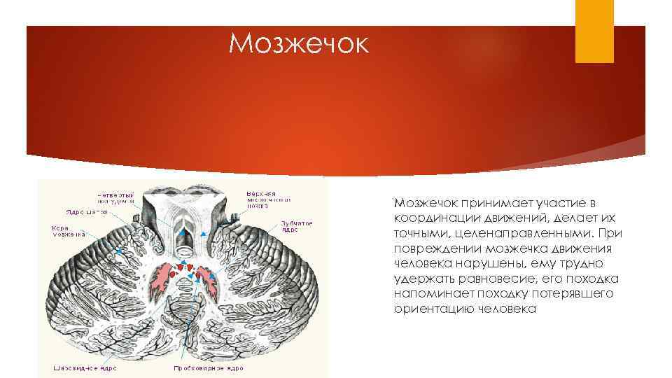 Мозжечок принимает участие в координации движений, делает их точными, целенаправленными. При повреждении мозжечка движения