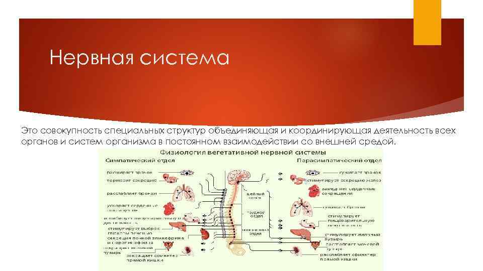 Нервная система Это совокупность специальных структур объединяющая и координирующая деятельность всех органов и систем