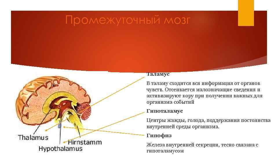 Промежуточный мозг Таламус В таламу сходится вся информация от органов чувств. Отсеивается малозначащие сведения