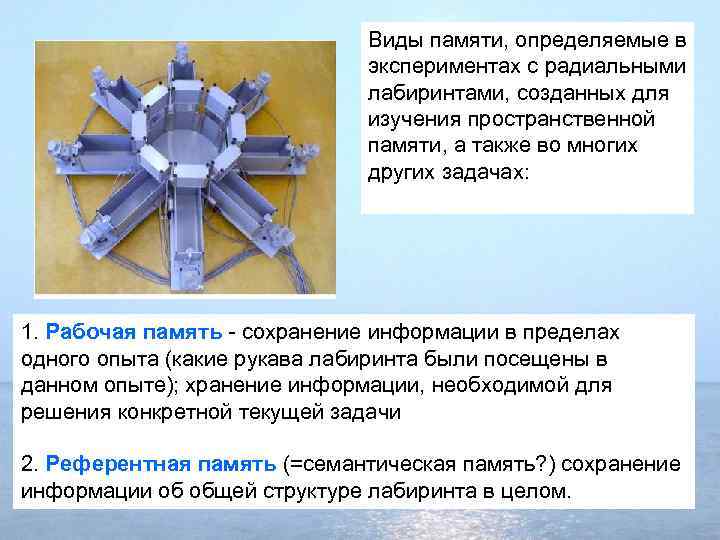 Виды памяти, определяемые в экспериментах с радиальными лабиринтами, созданных для изучения пространственной памяти, а