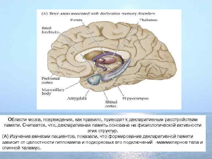 Области мозга, повреждения, как правило, приводят к декларативным расстройствам памяти. Считается, что, декларативная память