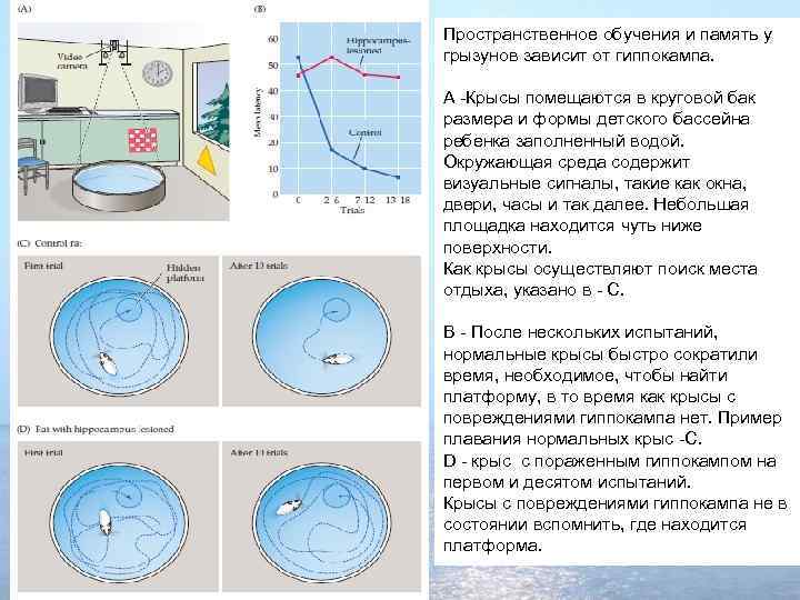 Пространственное обучения и память у грызунов зависит от гиппокампа. А -Крысы помещаются в круговой