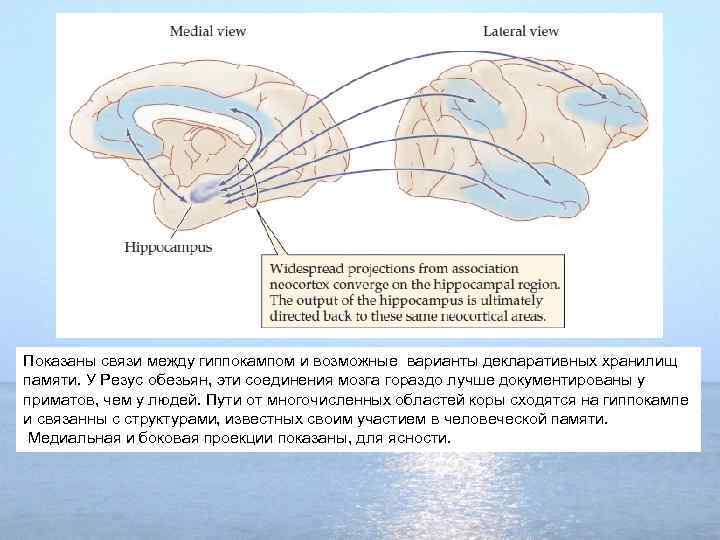 Показаны связи между гиппокампом и возможные варианты декларативных хранилищ памяти. У Резус обезьян, эти